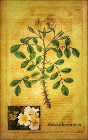 Image result for Veronica abyssinica