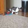 Best 19 Mobile Pet Grooming In Neenah Wi With Reviews Yp Com
