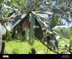Image result for Terminalia boivinii
