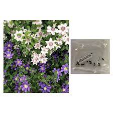 Always called the queen of vines, nothing else makes the spectacular show of a clematis in full bloom. Clematis Vine Flower Plant Seeds Shopee Philippines