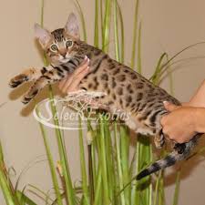 Super friendly and intelligent cat. F5 Savannah Kittens For Sale Savannah Cat Breed