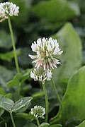 Image result for Trifolium wentzelianum