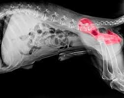 Just like a tightrope walker has a balancing pole, cats have one built into their bodies. Skeletal Abnormality In Dogs And Cats