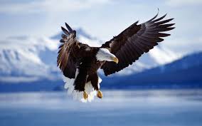 Erk Nefesleri Nefes Akademisi Eagles Kel Kartal Resim