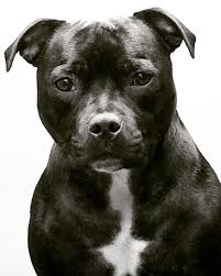 The staffordshire bull terrier has a fearless, protective, and determined the staffordshire bull terrier requires a dominant owner and needs early and intense socialization we've compiled the top 20 male and female names for 2017 after analyzing the sale of 1167 staffordshire bull terrier dogs. Staffordshire Bull Terrier Female Bull Terrier American Pitbull Terrier Pitbull Terrier