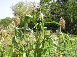 Image result for Zea mays