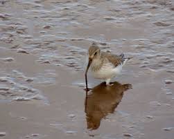Dunlin At Exe Estuary Animals Species Bird Species