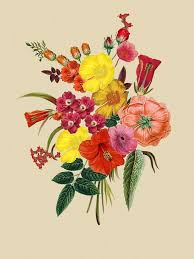 Floral Prints Flower Illustration Botanical Illustration Floral Prints Art