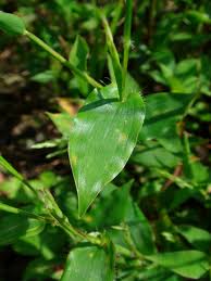 Image result for Arthraxon hispidus