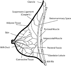 Female chest and abdominal muscles anatomy in blue xray. Adult Female Breast Anatomy Illustration Download Scientific Diagram