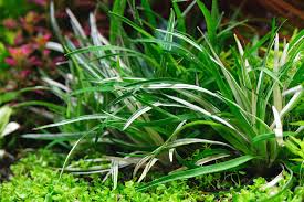 Image result for Eriocaulon truncatum