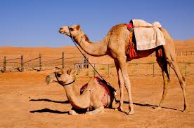 Approximately 8,8 mb bandwith was consumed. Best 34 Camel Backgrounds On Hipwallpaper Camel Wallpaper Desert Camel Wallpaper And Camel Spider Wallpaper