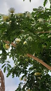 Image result for Albizia brevifolia