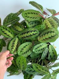 We did not find results for: Plant Profile Maranta Green Rooms Market
