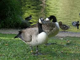 Branta Canadensis Maxima Giant Canada Goose In Tierpark Cottbus