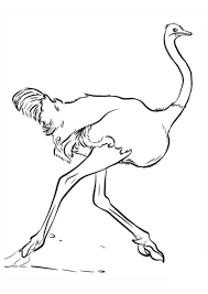 37+ ostrich coloring pages for printing and coloring. Coloring Pages Free Ostrich Coloring Page For Kids