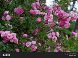 Maybe you would like to learn more about one of these? Climbing Roses Trellis Image Photo Free Trial Bigstock