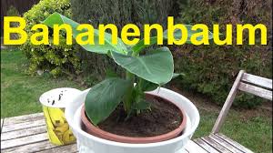 We did not find results for: Zierbanane Musa Acuminata Tropicana Pflege Vermehren Giessen Dungen Standort Bananenbaum Youtube