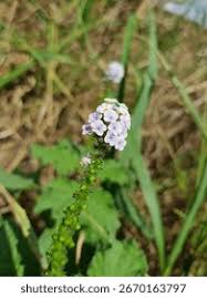 Image result for Heliotropium elongatum