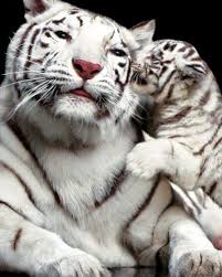 white tiger kisses cute animals kissing animals kissing animals beautiful