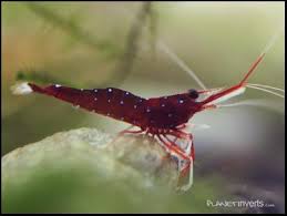 Cardinal Shrimp Freshwater Aquarium Freshwater Aquarium Shrimp Shrimp