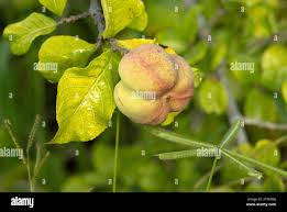 Image result for Excoecaria bussei