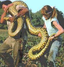 Pin By Jackie V Buchanan On Amazing Creatures Giant Anaconda Anaconda Snake Green Anaconda