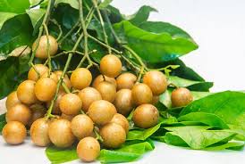 Image result for Clausena