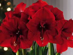 Amaryllis Year After Year Amaryllis Care Bulb Flowers Amaryllis Bulbs