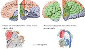 Nov 16, 2020 · mit schlaganfall (gehirnschlag, apoplex, apoplexia cerebri, apoplektischer insult, zerebrovaskulärer insult) bezeichnet man eine akute vaskuläre funktionsstörung des gehirns. Vl7 Arterielle Versorgung Des Gehirns A Carotis Interna Flashcards Quizlet