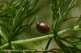 Image result for Ceratophyllum submersum