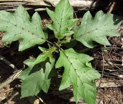 Image result for Solanum richardii
