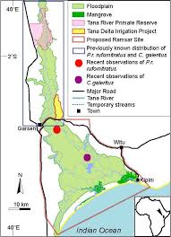 Image result for Mildbraedia carpinifolia