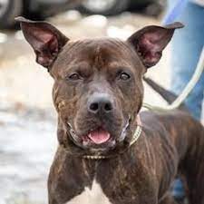 Available Pets At Humane Rescue Alliance - New York Ave Adoption Center In Washington District Of Columbia Pets Animal Companions Animal Rescue