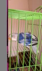 We did not find results for: Clear Headed Sable Pied African Lovebirds Bangalore Free Classified Ads