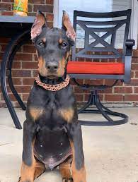Adopt doberman pinscher dogs in south carolina. Akc Siberian Husky Doberman Pinscher Puppies