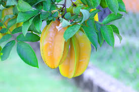 For example, in spain and the surrounding areas, the tree is known by the name carambola. Carambola Bonsai Bci