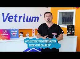 yavru kedim surekli miyavliyor neden youtube kedi kopek yavru kediler