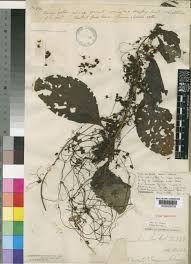 Image result for Cuscuta kilimanjari