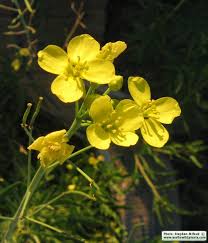 Image result for Diplotaxis tenuifolia