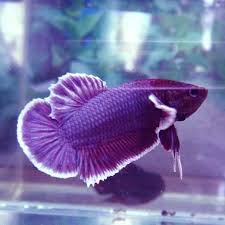 Betta Plakat Halfmoon Violet Female Betta Fish Betta Betta Fish Types