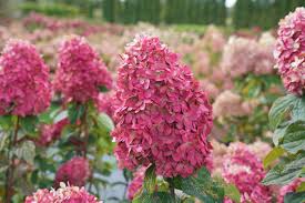 You can fill a bowl, bucket, or your sink with water. Limelight Hydrangea Gets A Refresh With The New Limelight Prime Horticulture