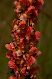Image result for Disa satyriopsis