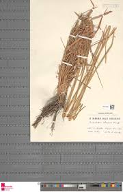 Image result for Euclasta condylotricha