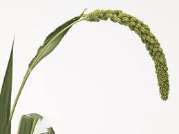 Image result for Setaria longiseta