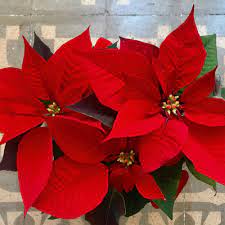 Consigue mantener la flor de pascua viva ¡todo el año! Conoce Tu Flor De Pascua Verdopolis