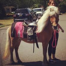 Get quotes for petting zoos in long island, new york and book securely on gigsalad. Traveling Pony And Petting Zoo Rental Www Ponyandpals Com