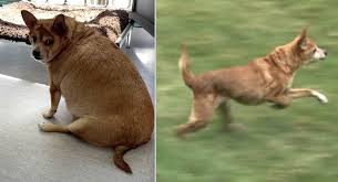 Image result for chihuahua big obesity