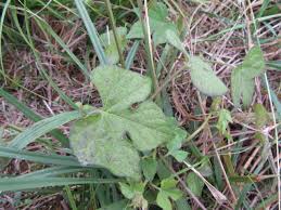 Image result for Ipomoea polymorpha