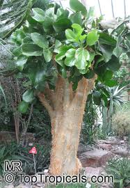 Image result for Cyphostemma jaegeri